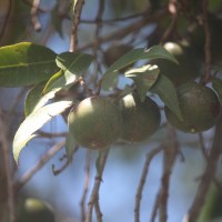 Shirakiopsis indica (Willd.) Esser